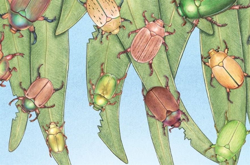 Christmas beetles storytime graphic.jpg