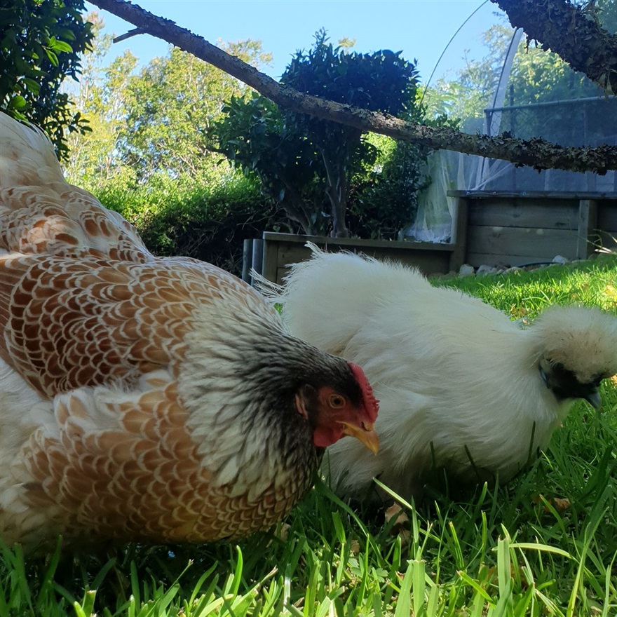 Backyard Chickens