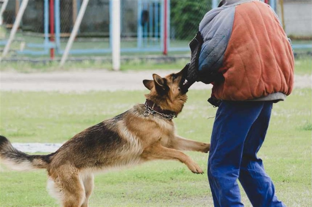 Dangerous Dogs Hunter's Hill Council