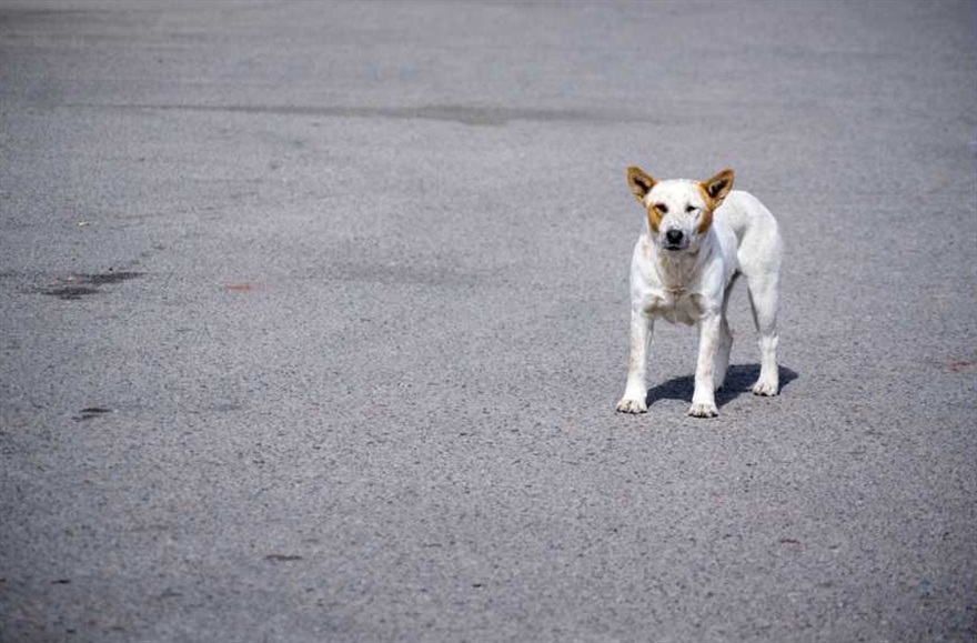 Dog standing on road