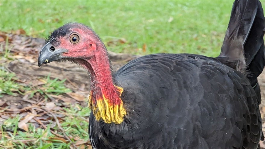 Boronia Park North Bush Turkey close up.jpg