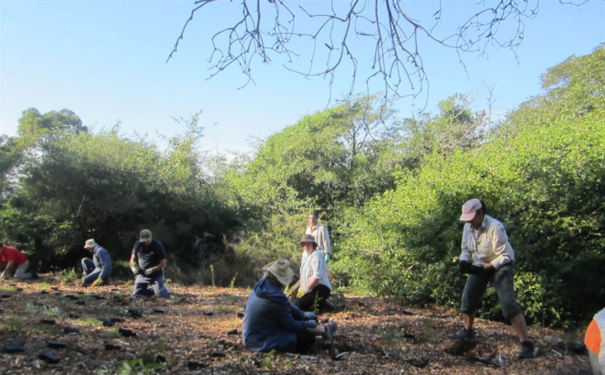 Bushcare Volunteers working