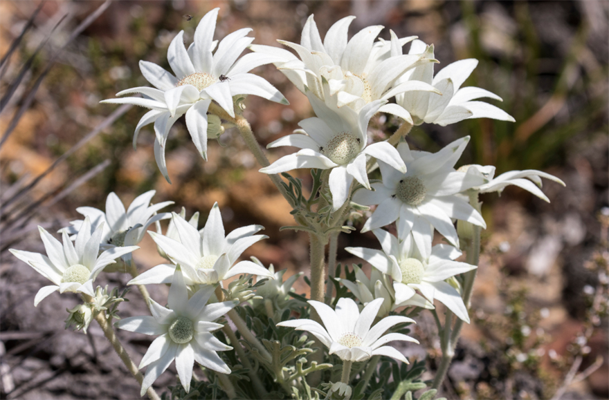 Flannel Flower