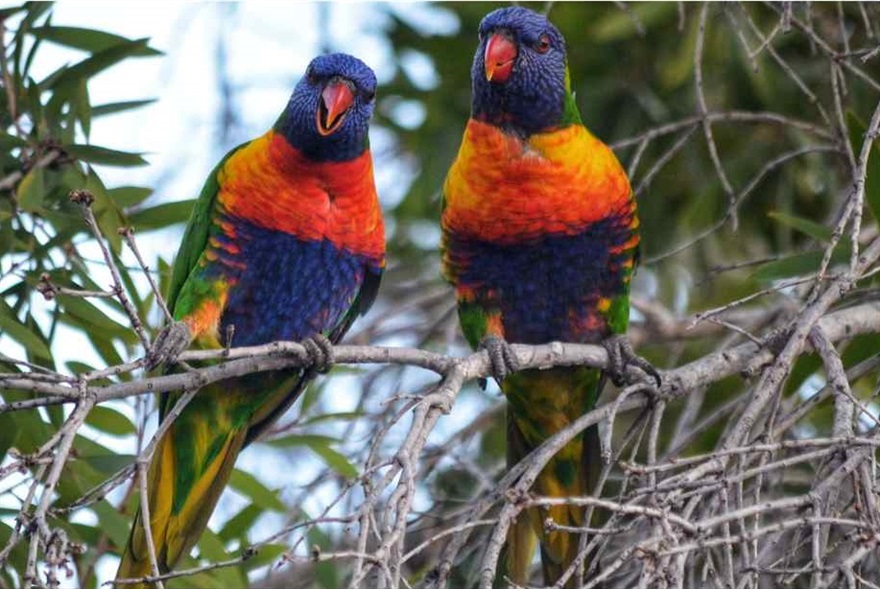 Two Rainbow lorikeets in a tree