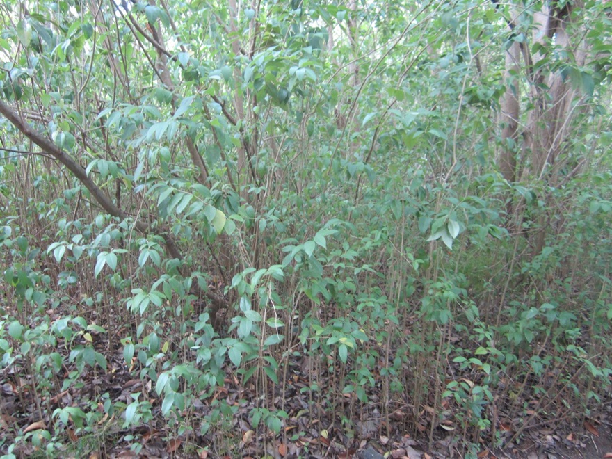 Manly Large Leaf Privet