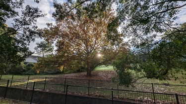 Photo shows a very large liquidamber tree in the autumn time. The leaves are being illuminated by the sun (behind the tree), so the leaves are glowing orange. On the left and right hand side of the frame are more trees and in the background you can just barely make out Batemans Road in the background.