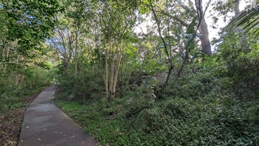 Photo shows a concrete footpath heading up hill, flanked on both sides by dense vegetation.