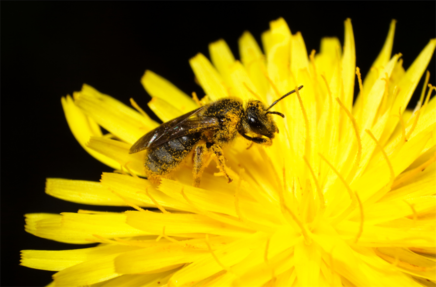 Native bee sitting on a flower.jpg