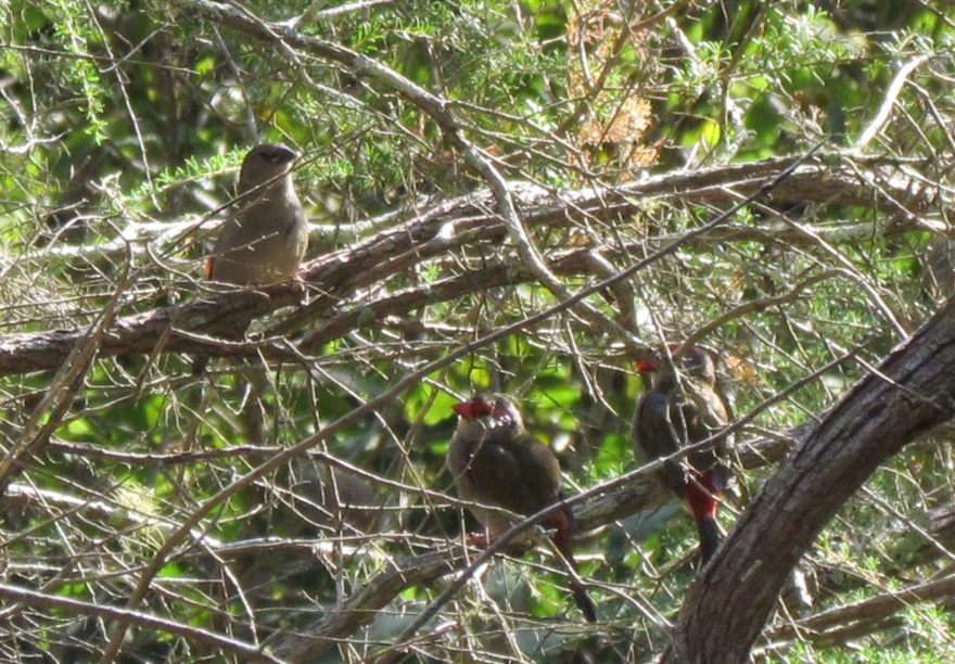 Gladesville Reserve Bushland and Nature Corridor