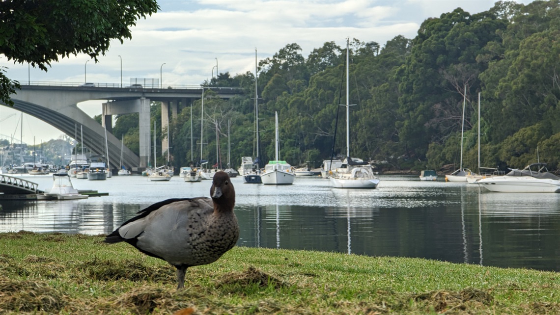 Compressed - Villa Maria Reserve ducks 2.jpg